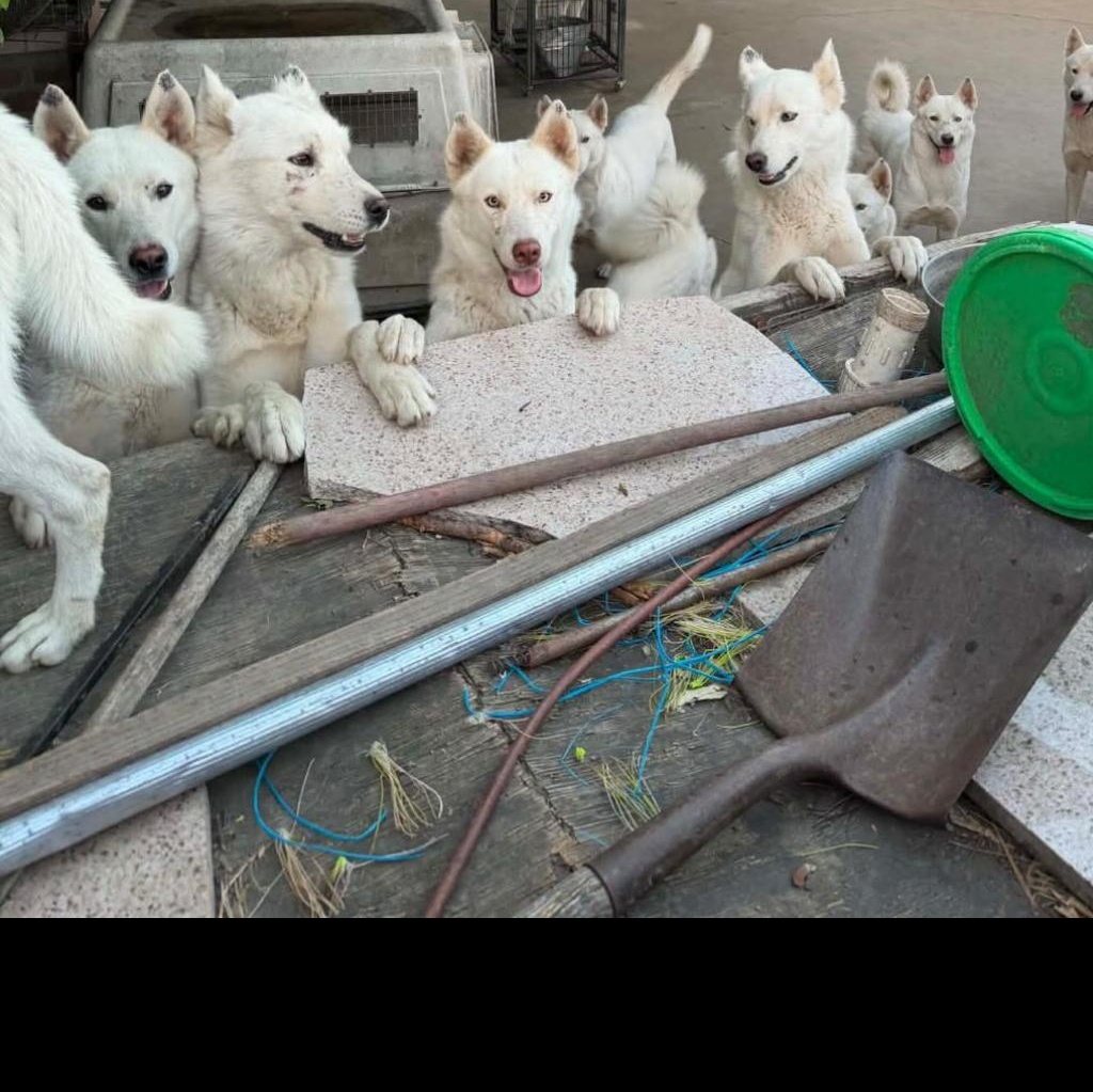 6 month old White Puppies, ADOPTABLE, Puppy Female Canaan Dog.