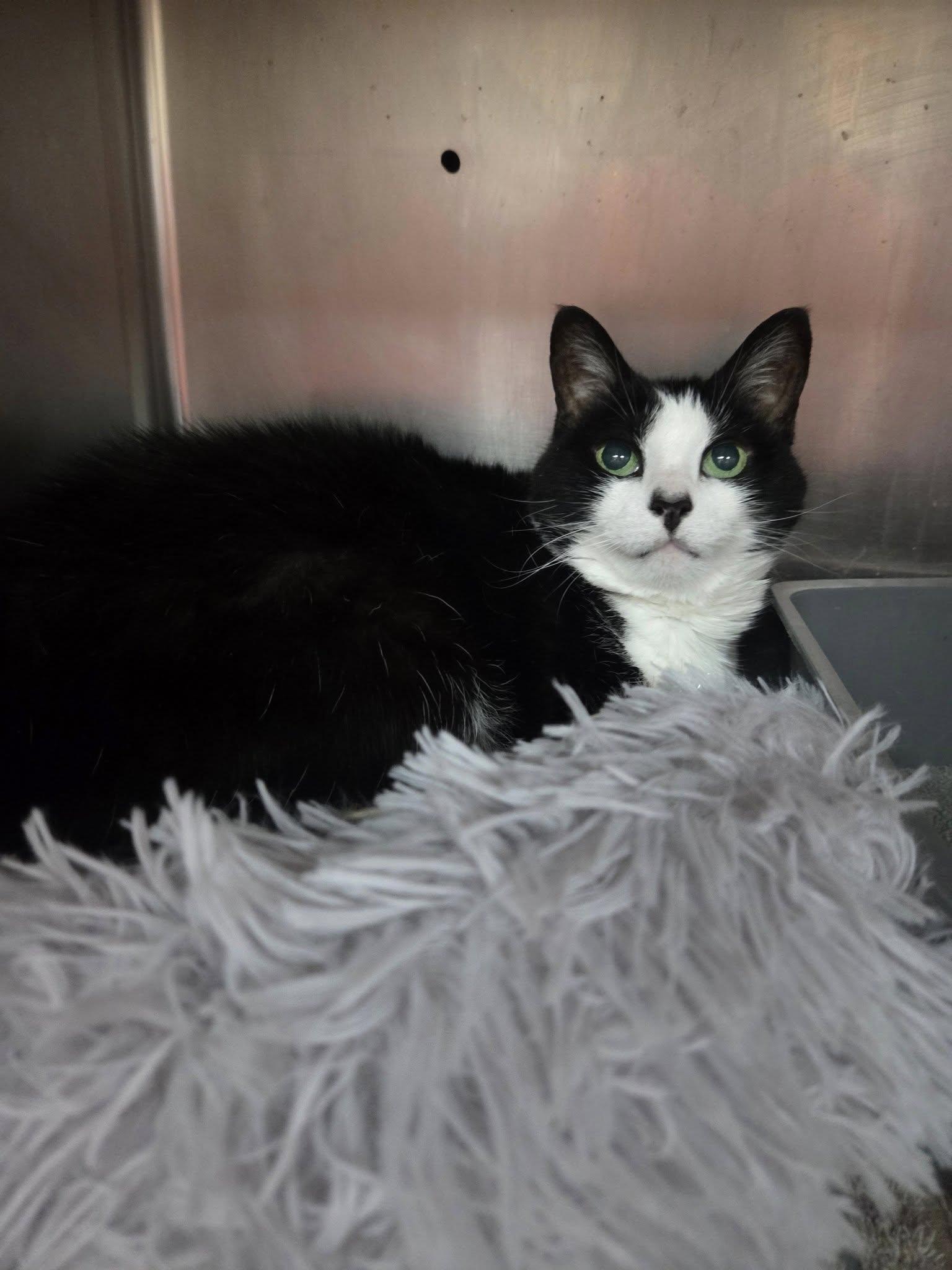 Sass, Senior Female unknown