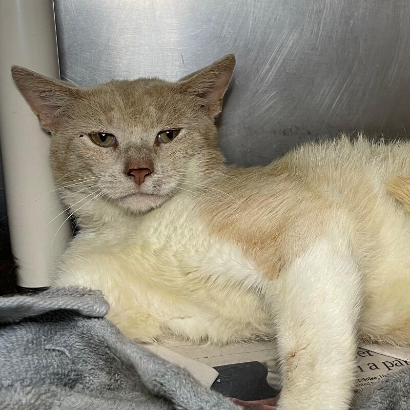 Enlarge Grapefruit, a Adoptable Domestic Short Hair in Roanoke, VA image 1/2