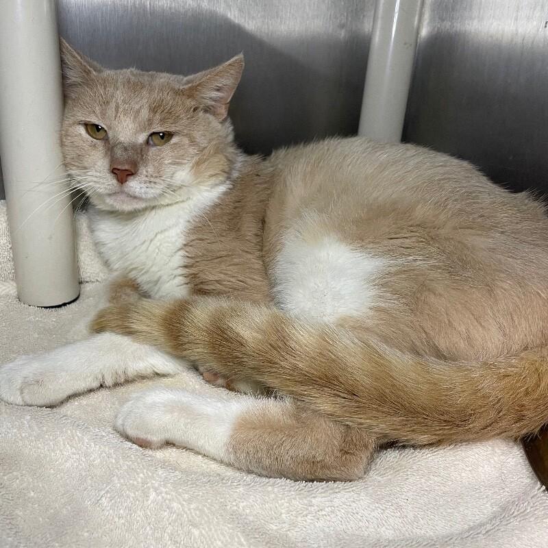 Enlarge Grapefruit, a Adoptable Domestic Short Hair in Roanoke, VA image 2/2