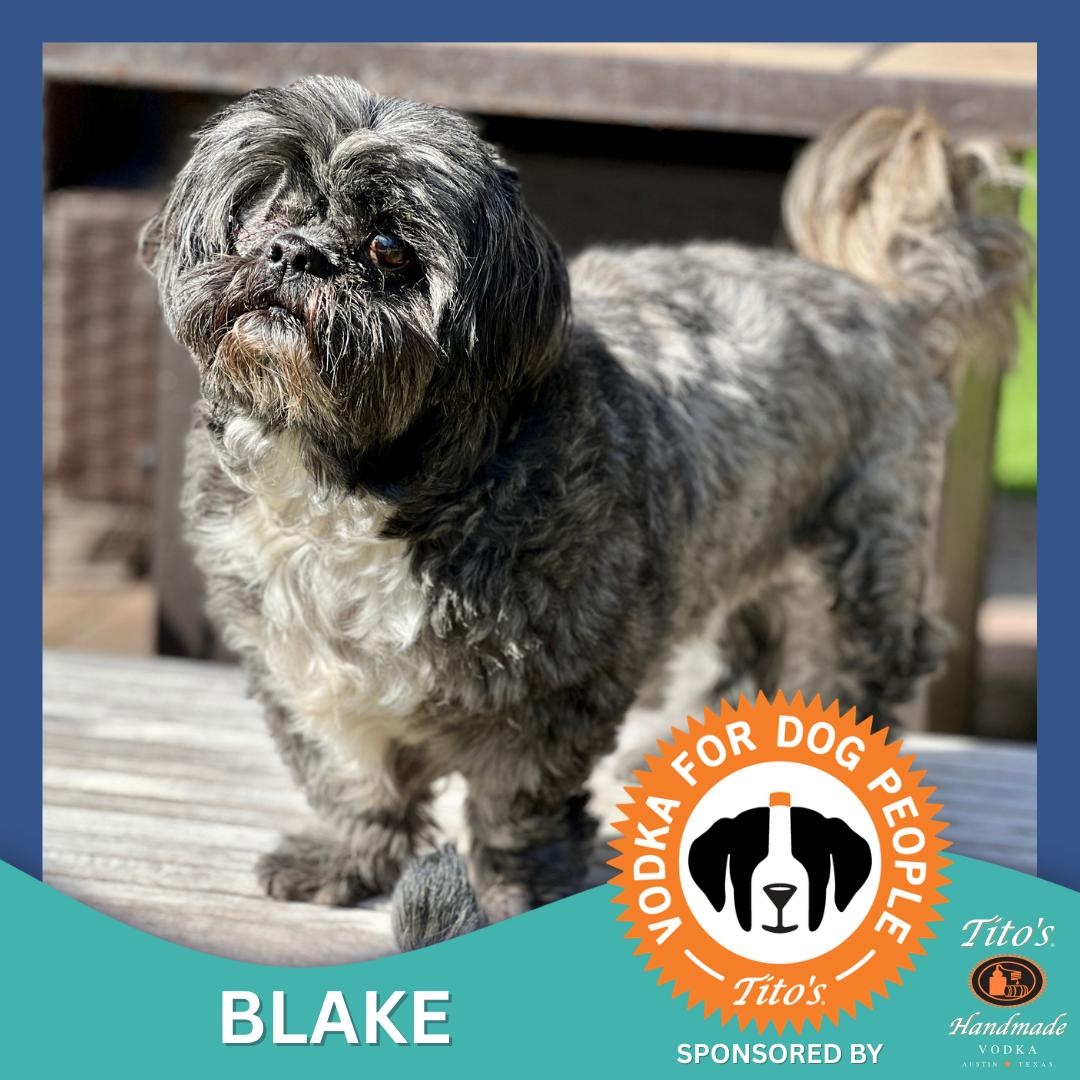 Enlarge Blake, a ADOPTABLE Shih Tzu in High Point, NC image 1/6