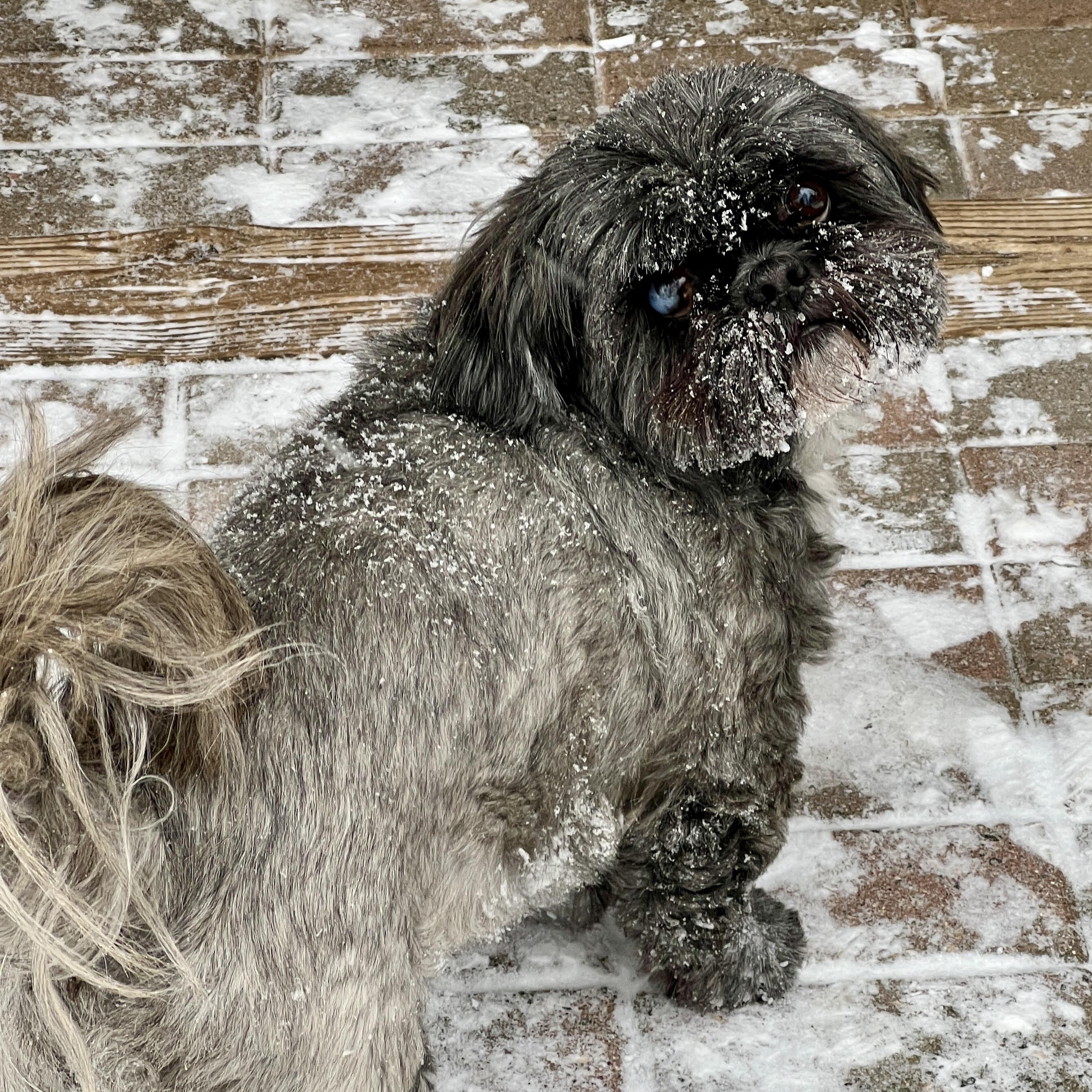 Enlarge Blake, a ADOPTABLE Shih Tzu in High Point, NC image 6/6