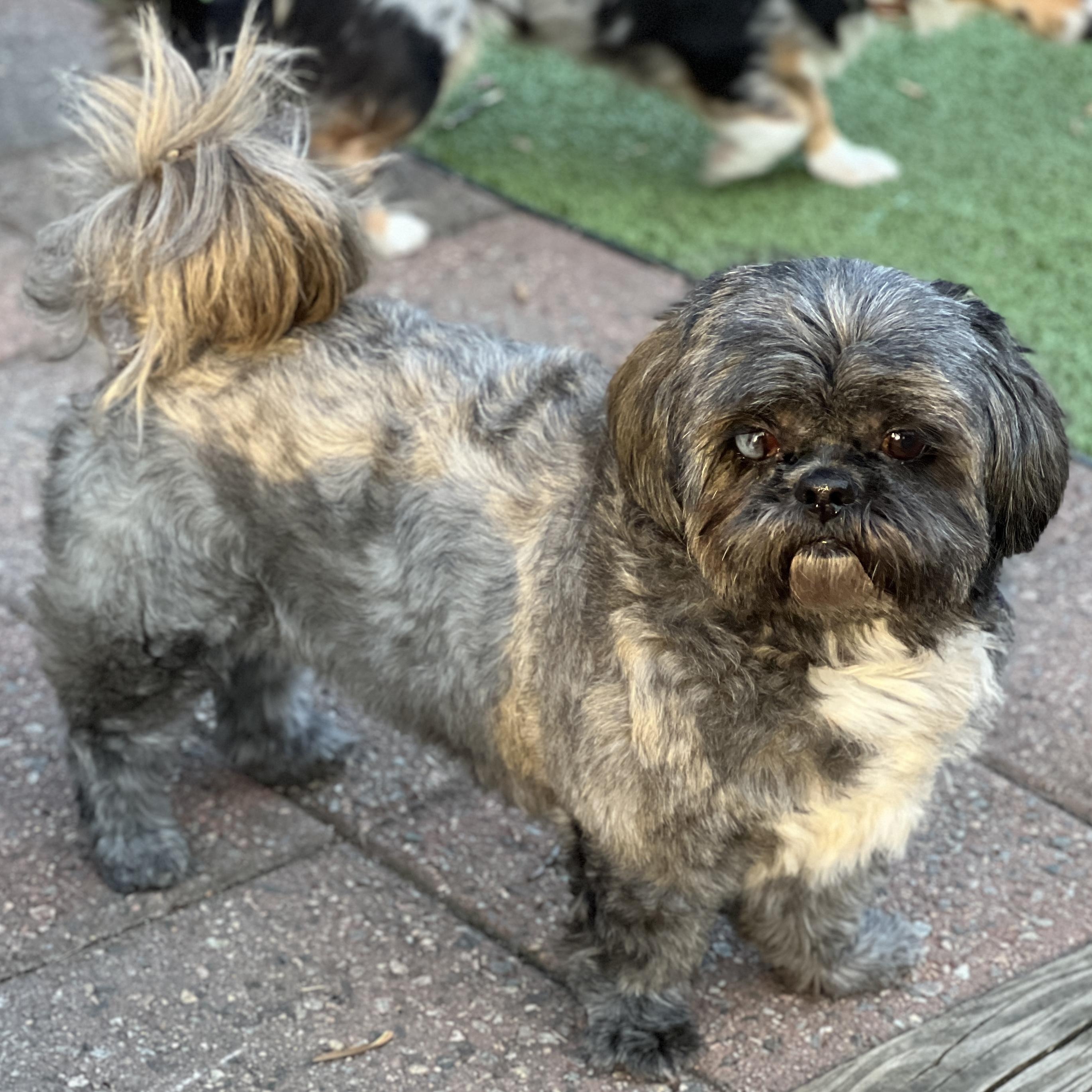Enlarge Blake, a ADOPTABLE Shih Tzu in High Point, NC image 2/6