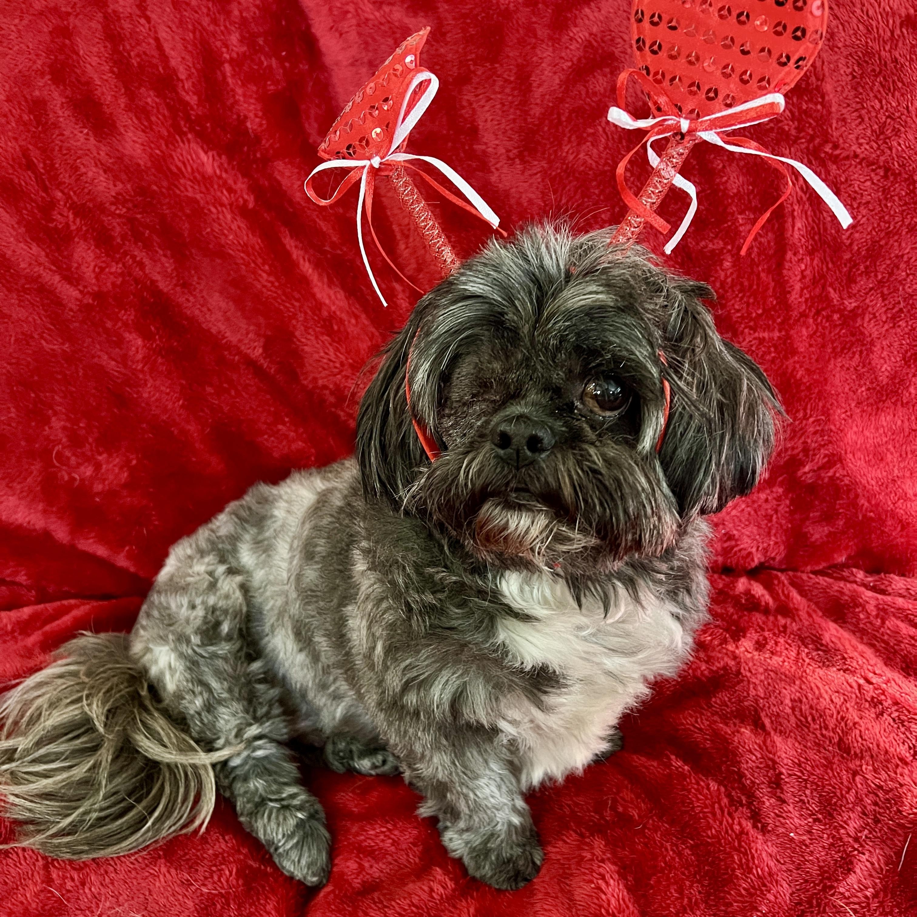Enlarge Blake, a ADOPTABLE Shih Tzu in High Point, NC image 5/6