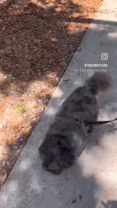 Enlarge Blake, a ADOPTABLE Shih Tzu in High Point, NC video 6/6