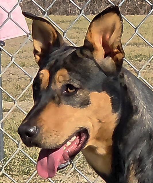 ZELDA, Adoptable, Young Female Mixed Breed.