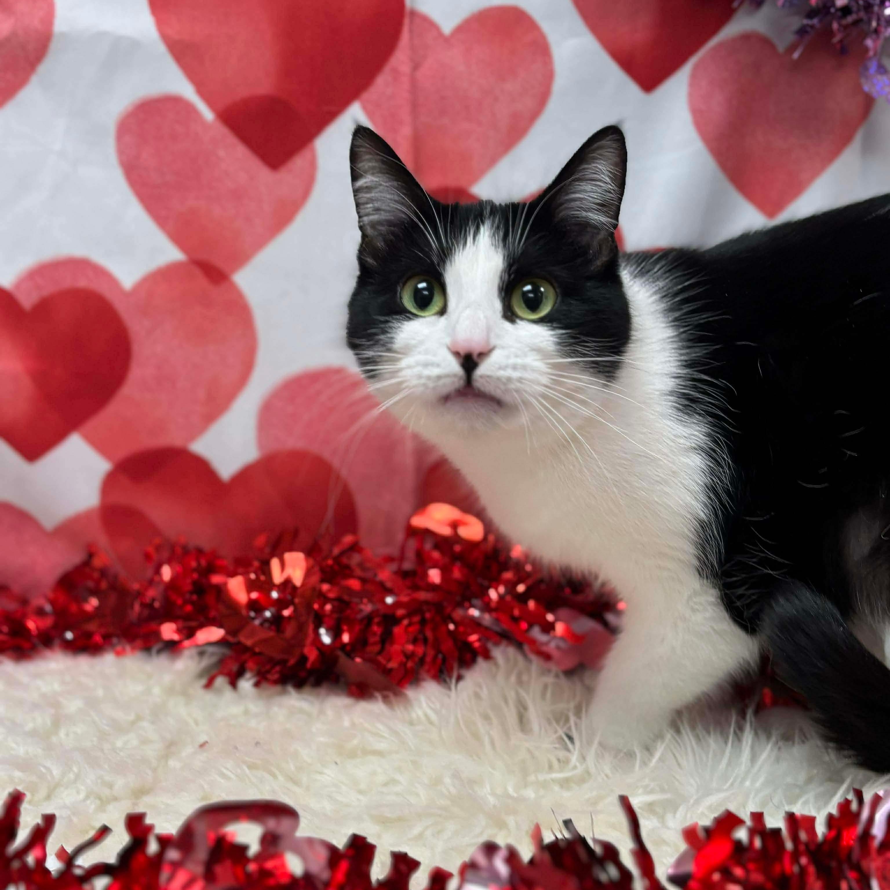 Laverne, ADOPTABLE, Adult Female Domestic Short Hair.