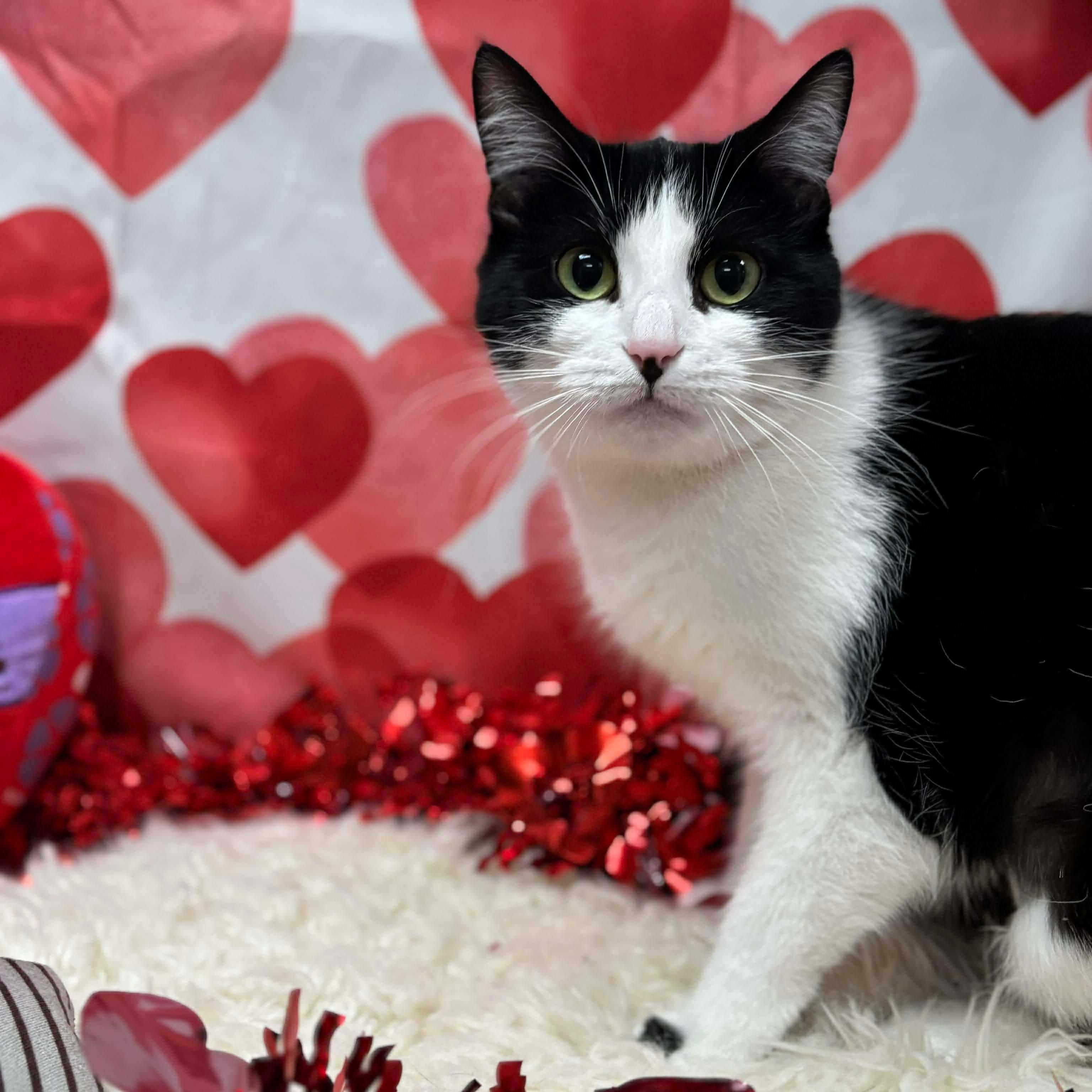 Enlarge Laverne, a ADOPTABLE Domestic Short Hair in Effingham, IL image 2/2