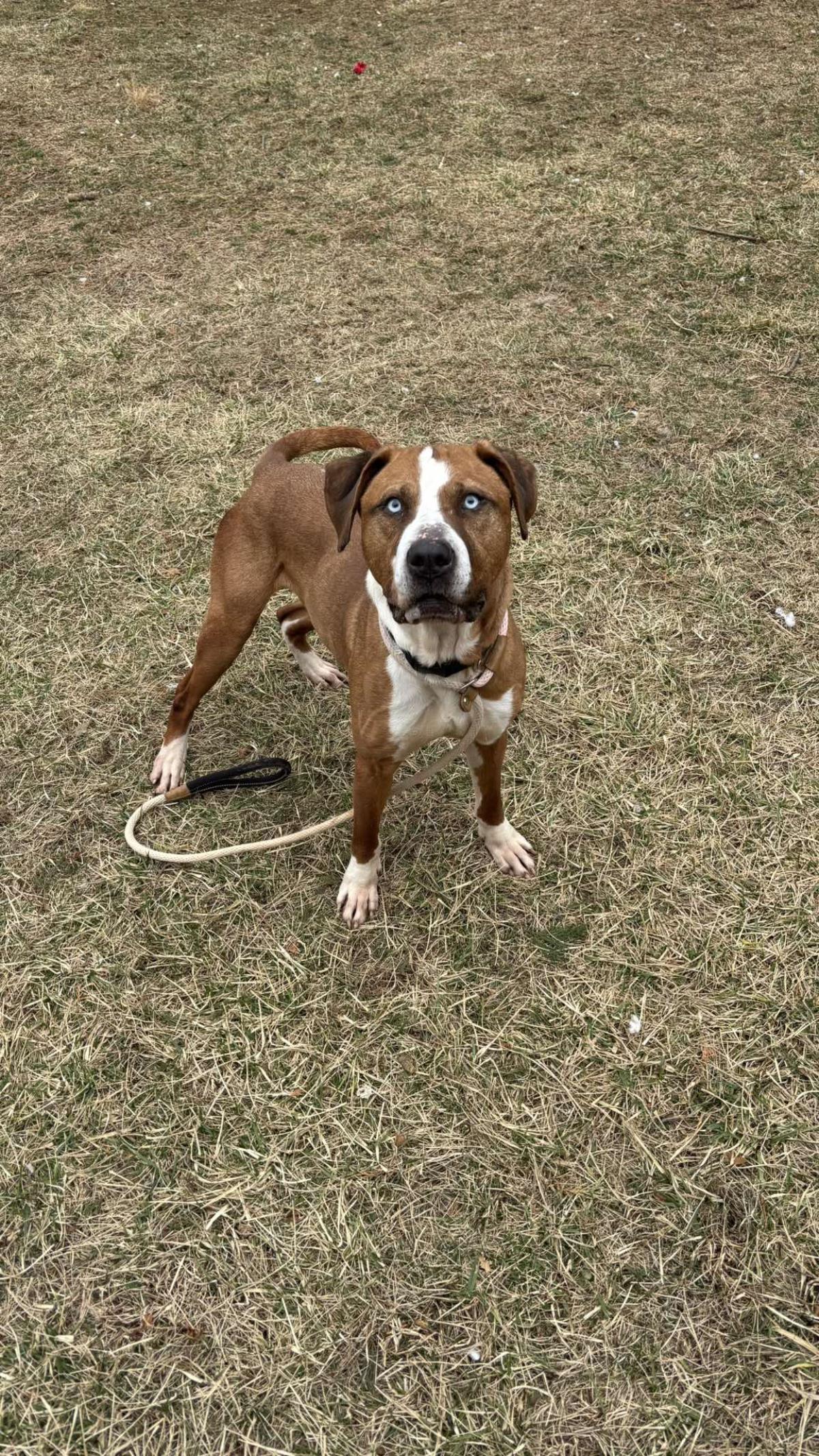Enlarge Caspian, a Adoptable mixed breed in Front Royal, VA image 1/2