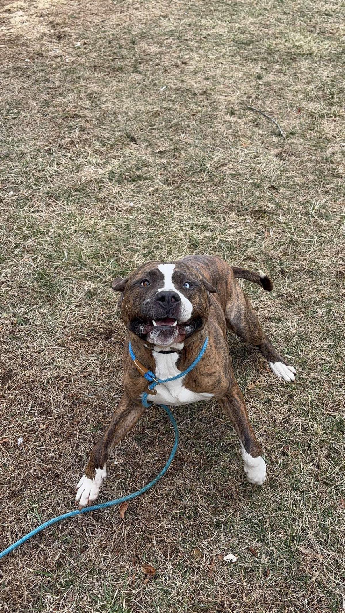 Enlarge Caspian, a Adoptable mixed breed in Front Royal, VA image 2/2