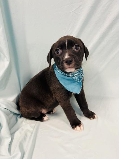 Stingray, Adoptable, Young Female Mixed Breed & Mixed Breed.