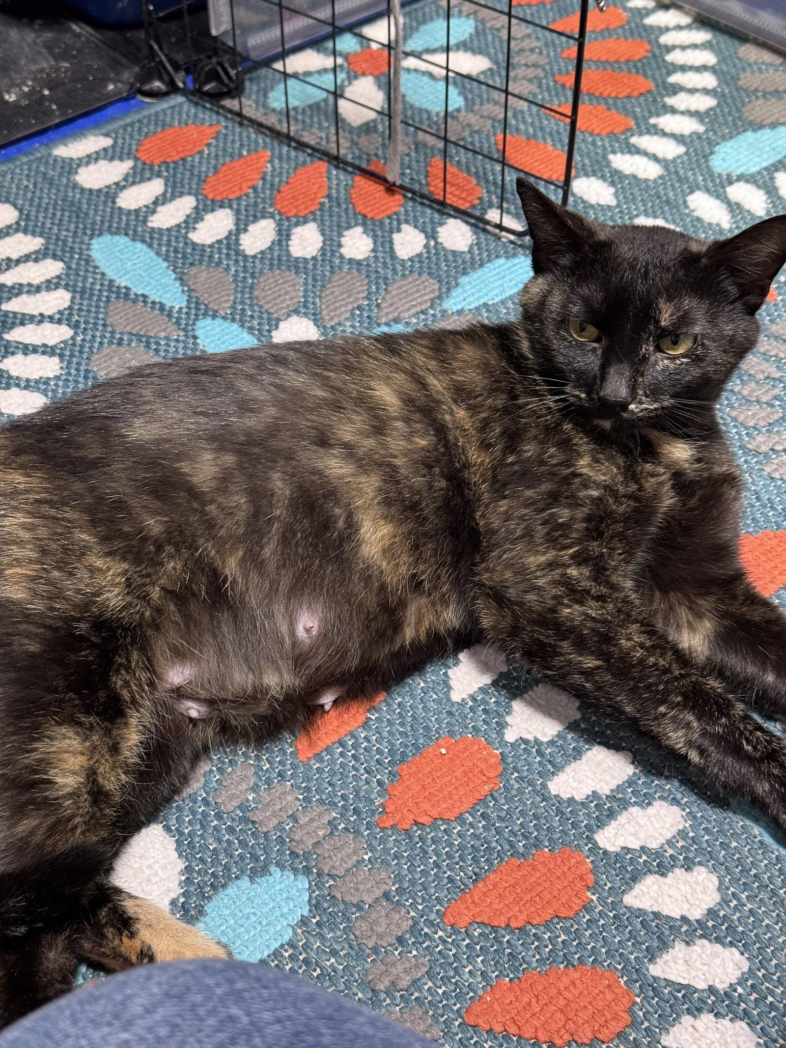 Gigi, a Adoptable Domestic Short Hair in Lake Saint Louis, MO image 1/2