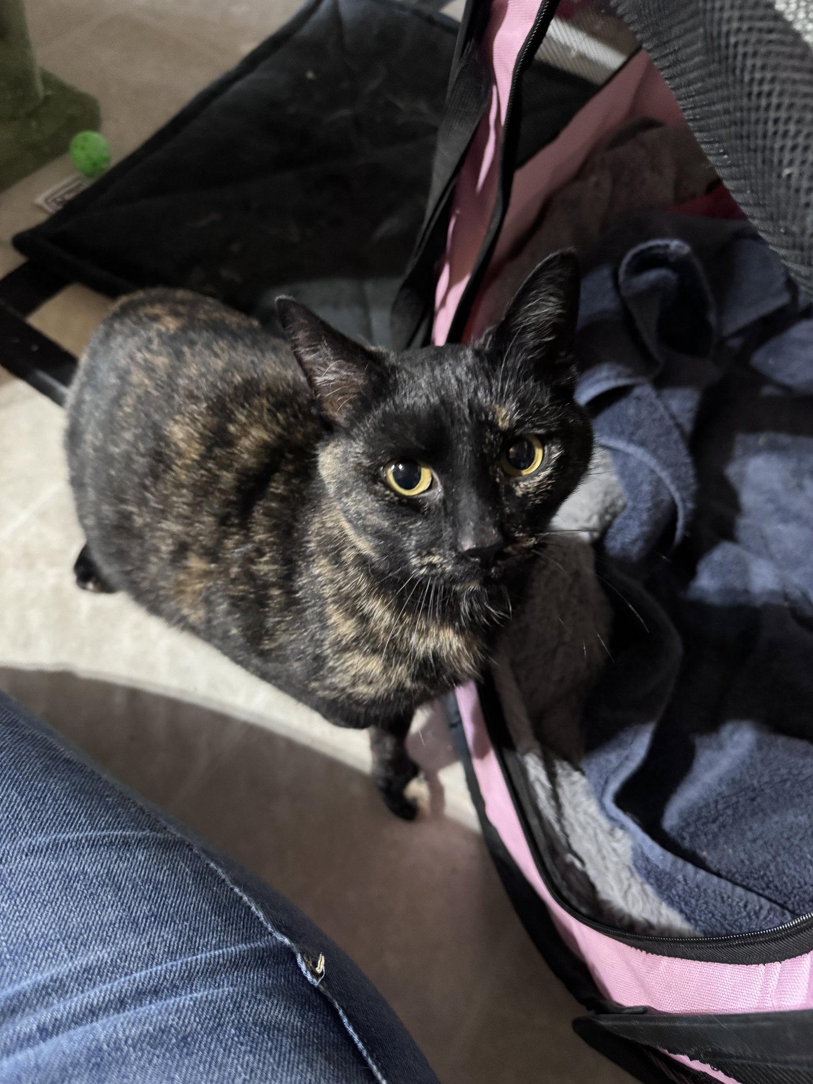 Gigi, a Adoptable Domestic Short Hair in Lake Saint Louis, MO image 2/2