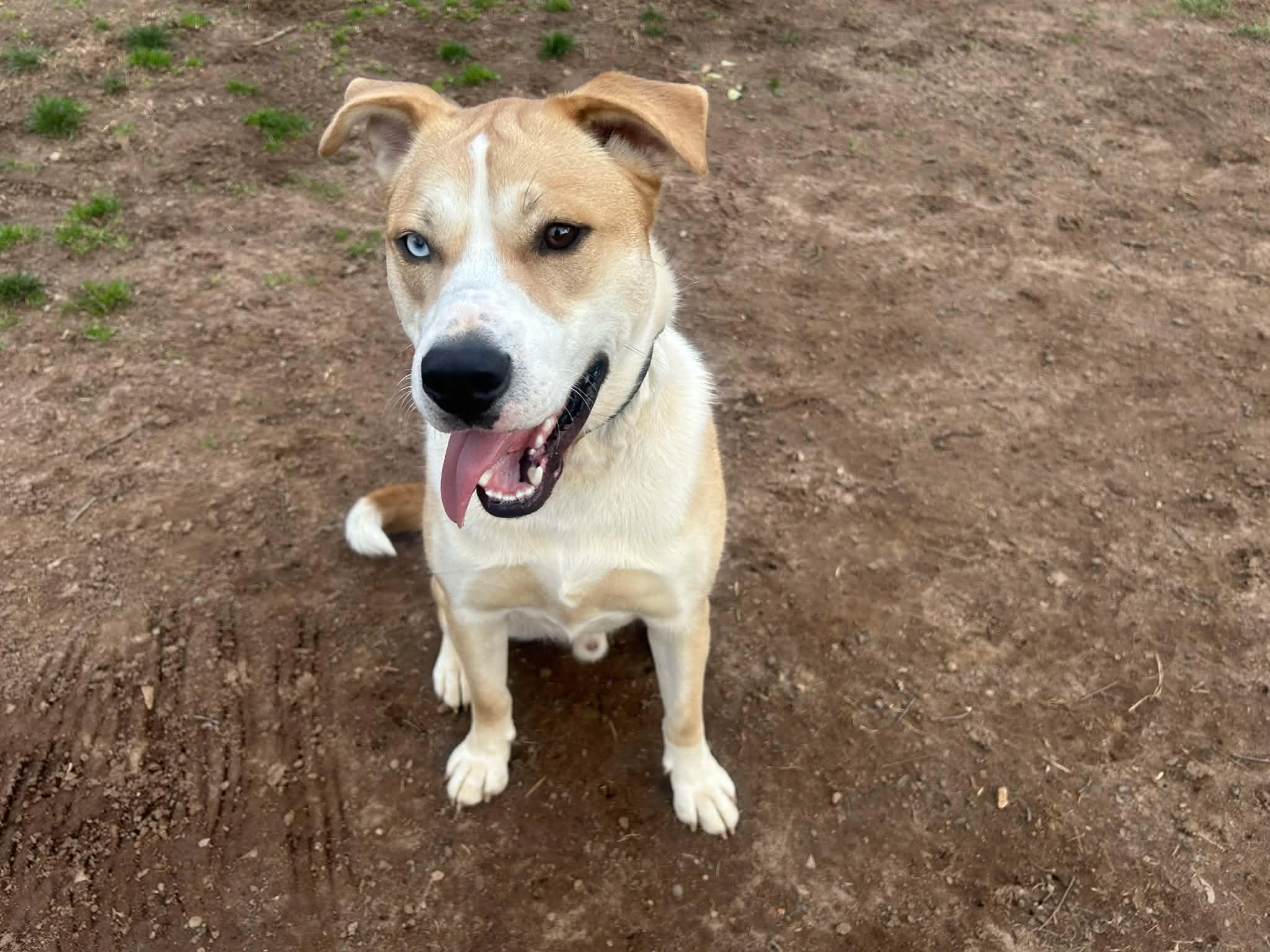 Dodge, Adoptable, Young Male Siberian Husky & Labrador Retriever.