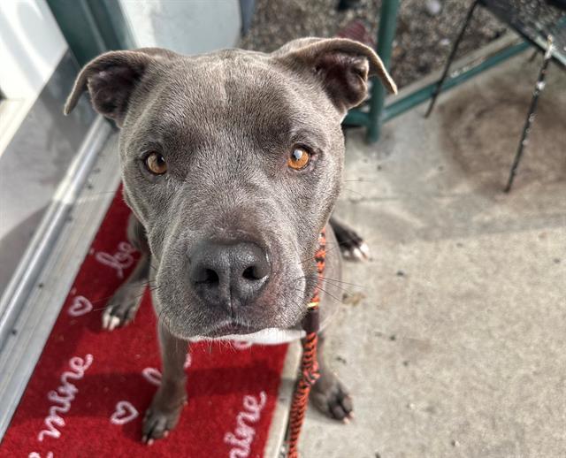 COLT, Adoptable, Adult Male Pit Bull Terrier.