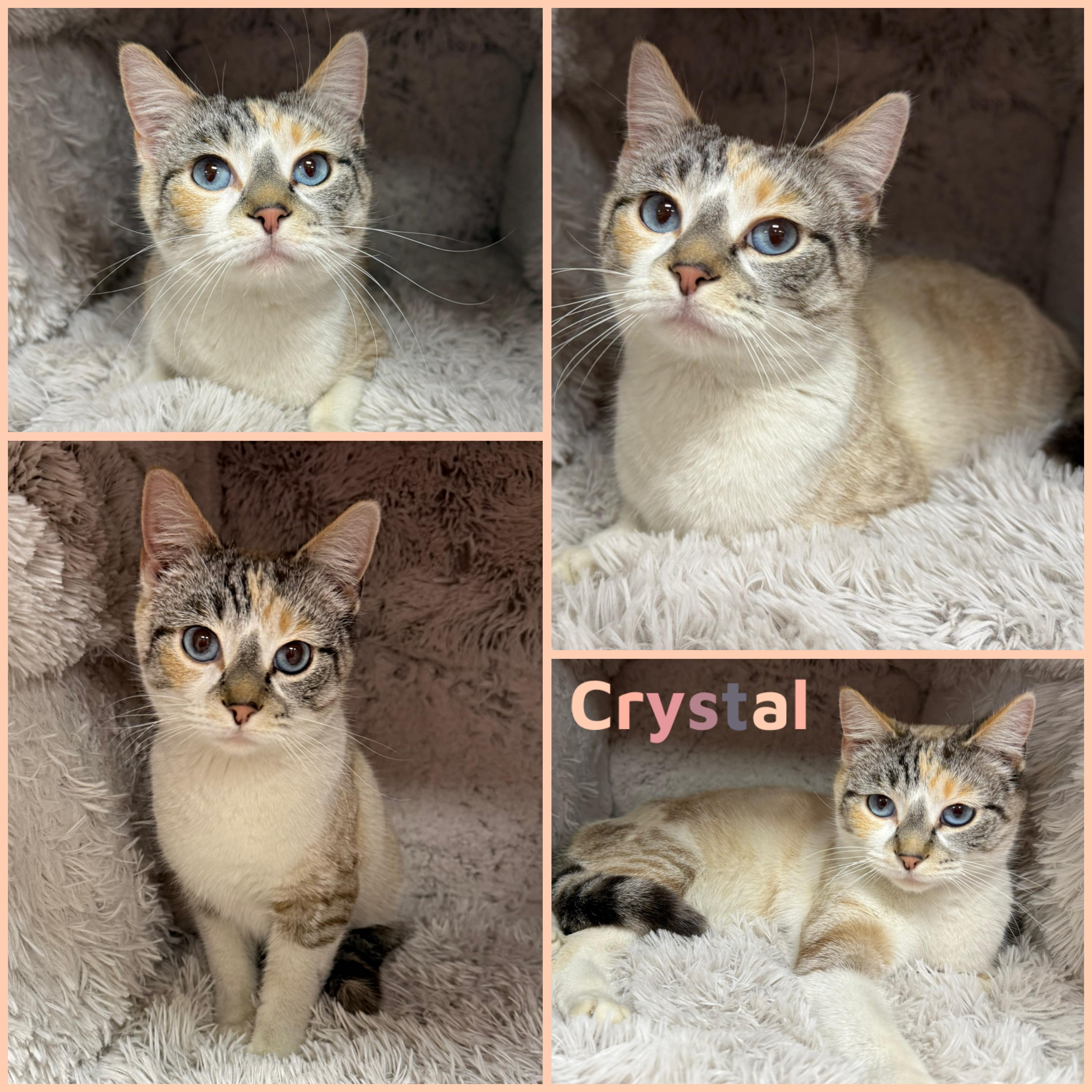 Crystal, an adopted Domestic Short Hair in Louisville, KY image 1/2