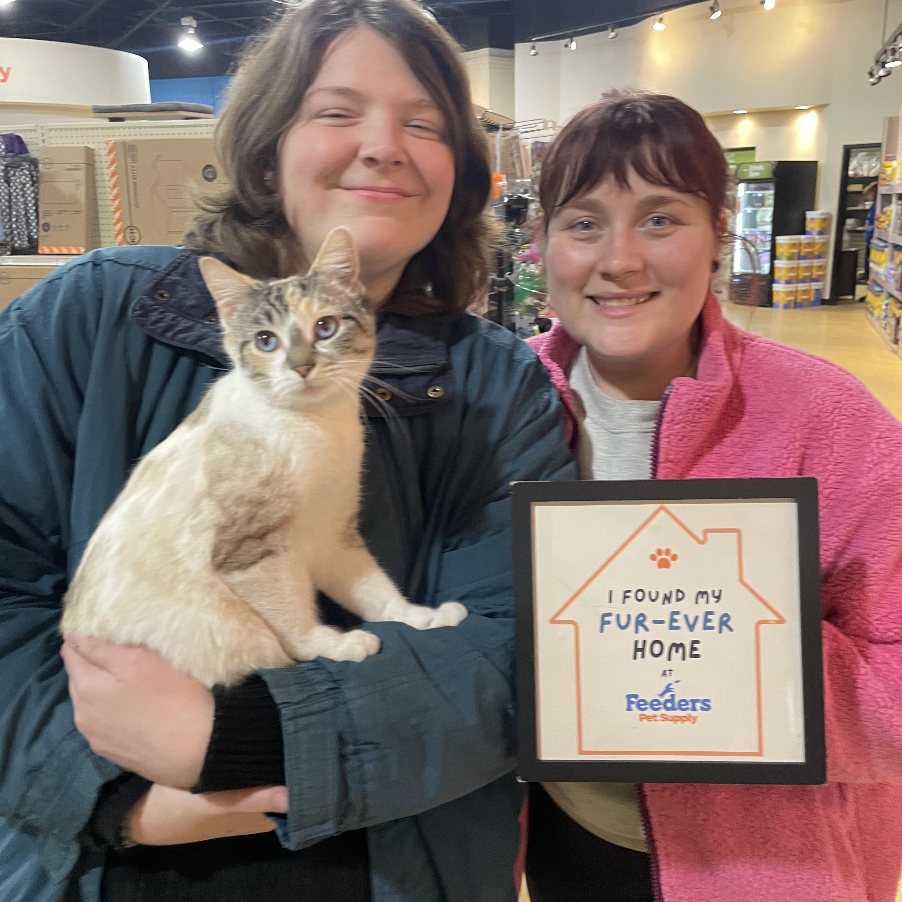 Crystal, an adopted Domestic Short Hair in Louisville, KY image 2/2