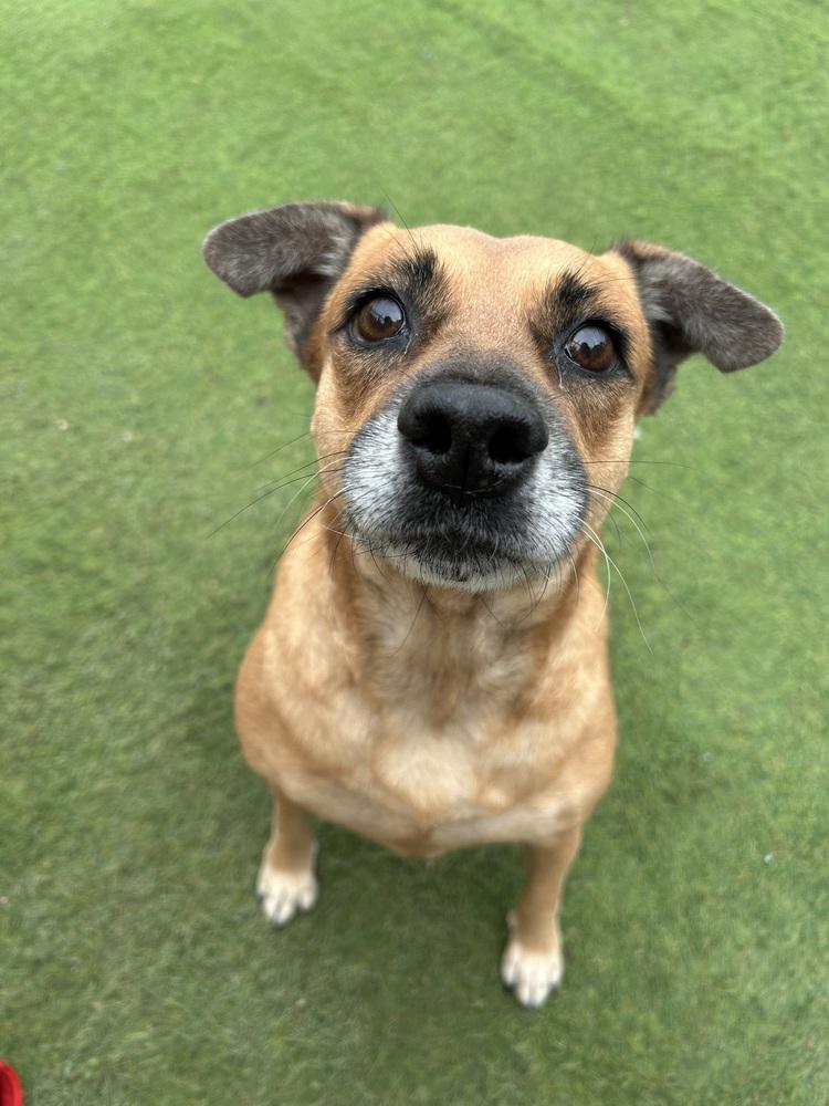 Amy, Adoptable, Adult Female Shepherd & Hound.