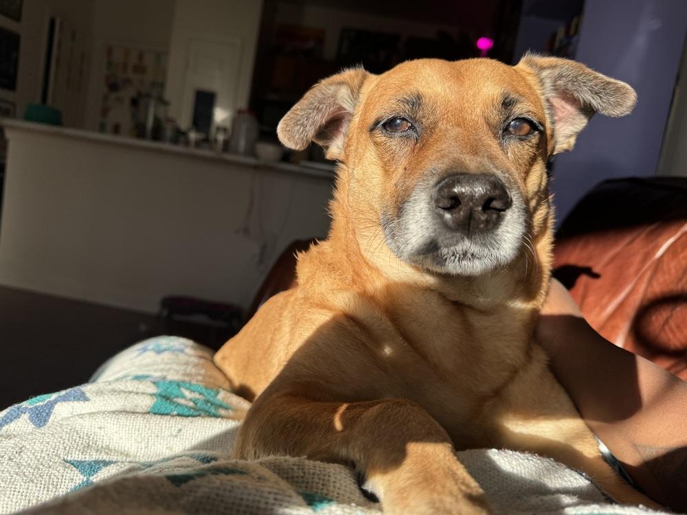 Amy, Adoptable, Adult Female Shepherd & Hound.