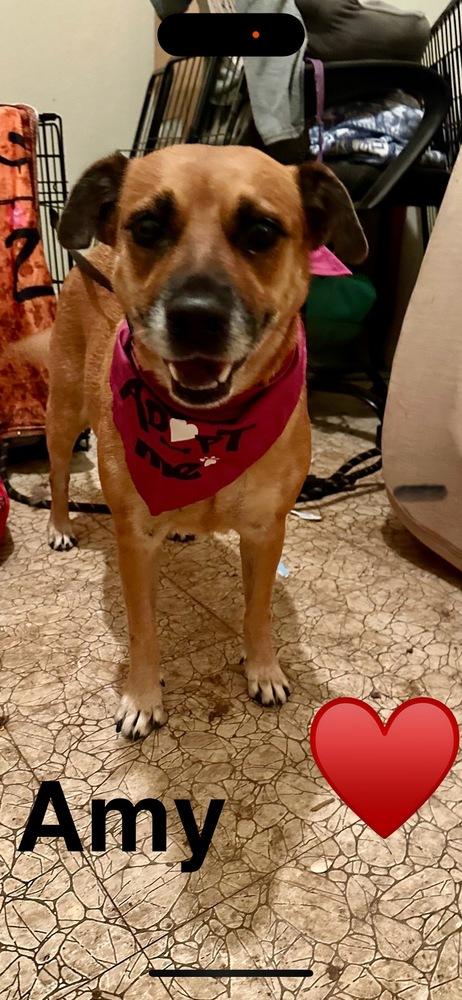 Enlarge Amy, a Adoptable mixed breed in Denver, CO image 2/6