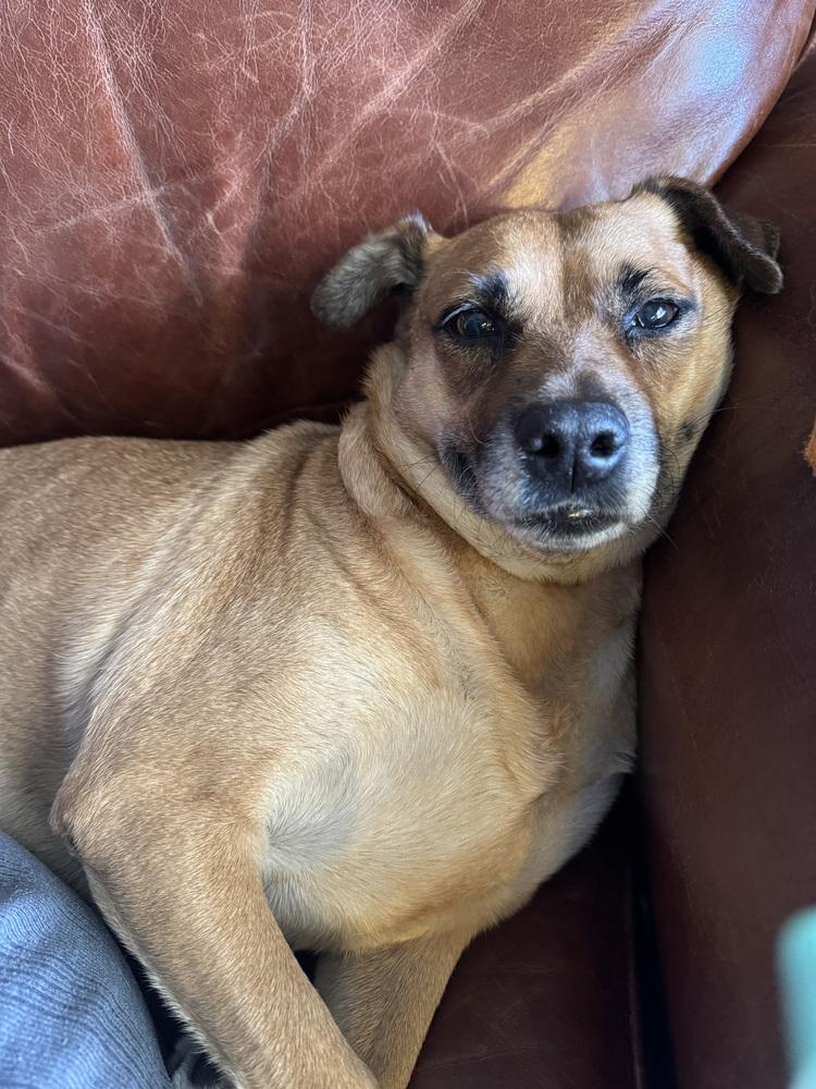 Enlarge Amy, a Adoptable mixed breed in Denver, CO image 2/6