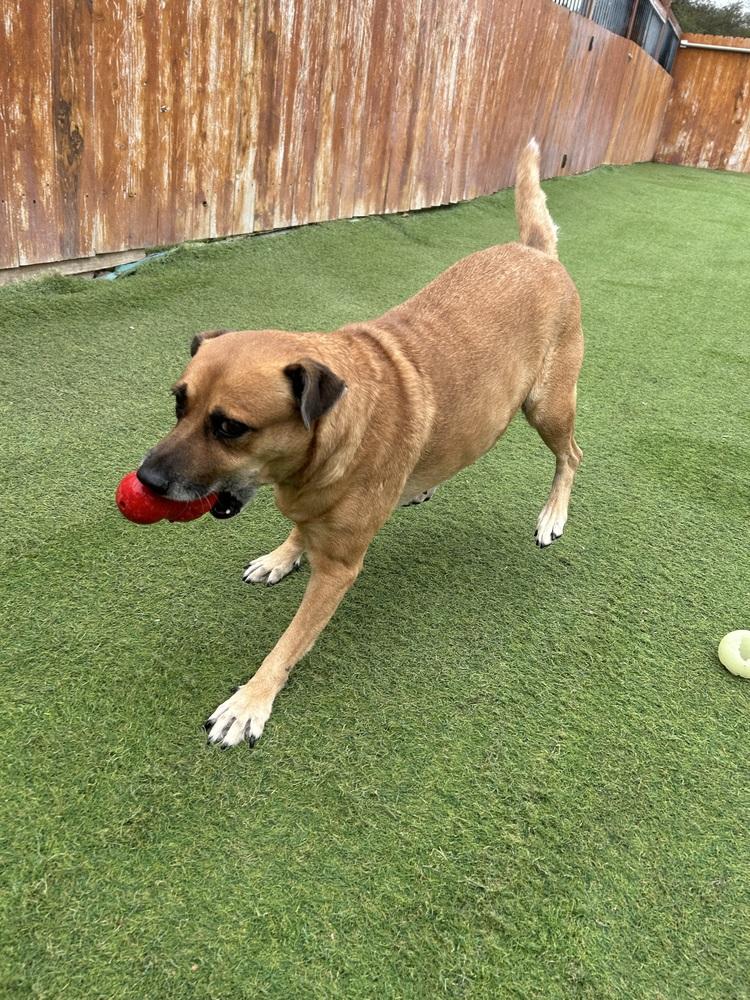 Enlarge Amy, a Adoptable mixed breed in Denver, CO image 3/6