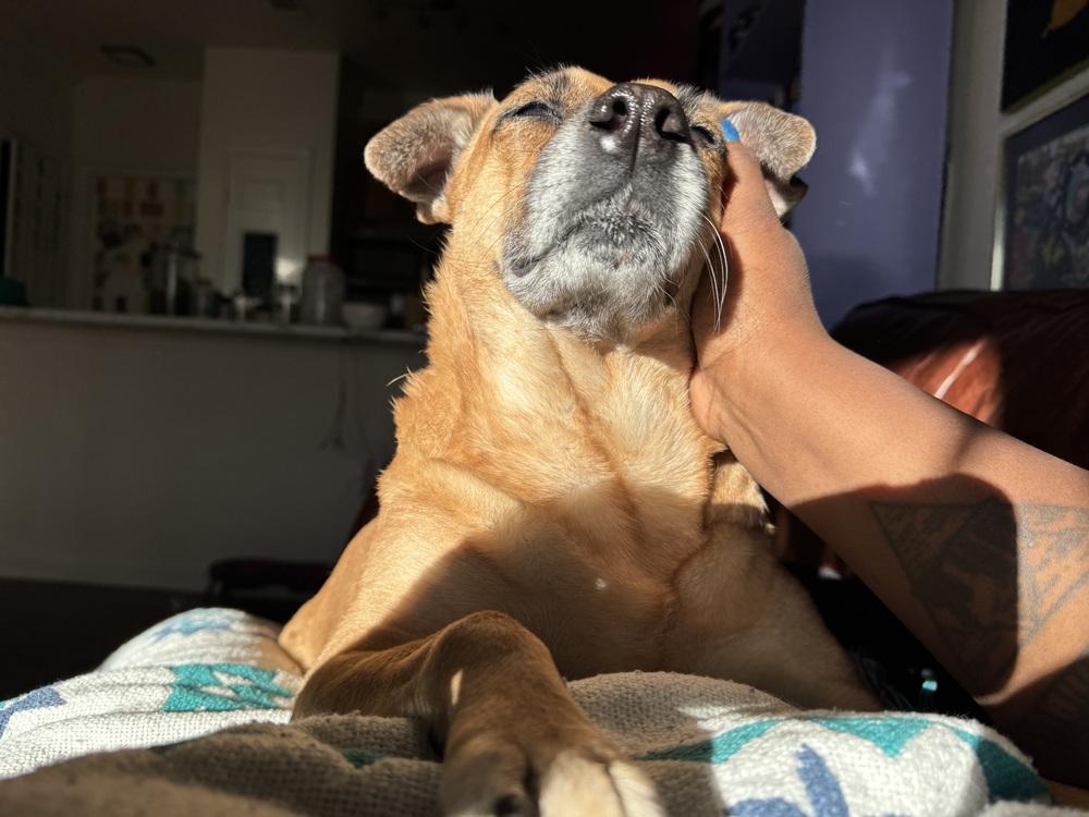 Enlarge Amy, a Adoptable mixed breed in Denver, CO image 4/6