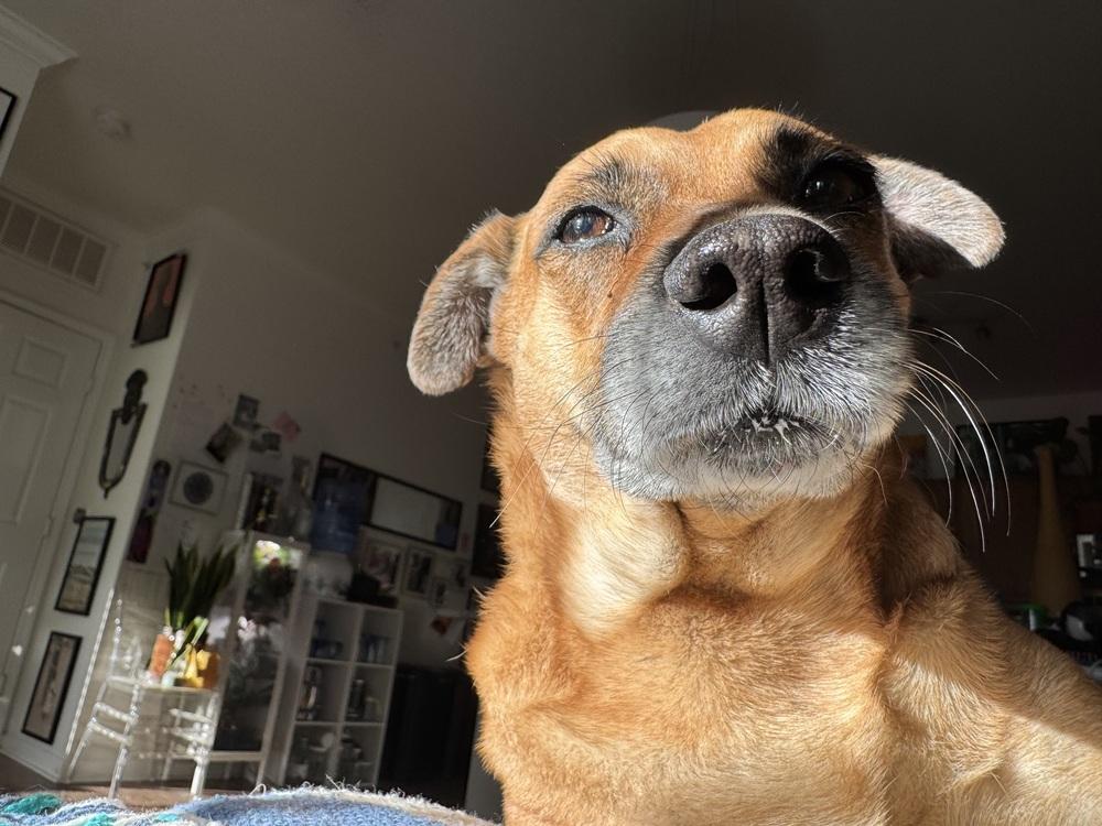 Enlarge Amy, a Adoptable mixed breed in Denver, CO image 5/6