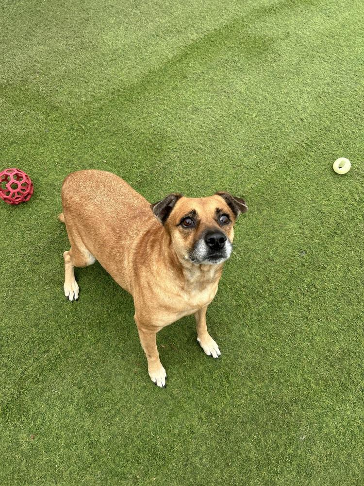 Enlarge Amy, a Adoptable mixed breed in Denver, CO image 4/6