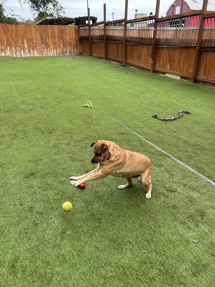 Enlarge Amy, a Adoptable mixed breed in Denver, CO image 5/6