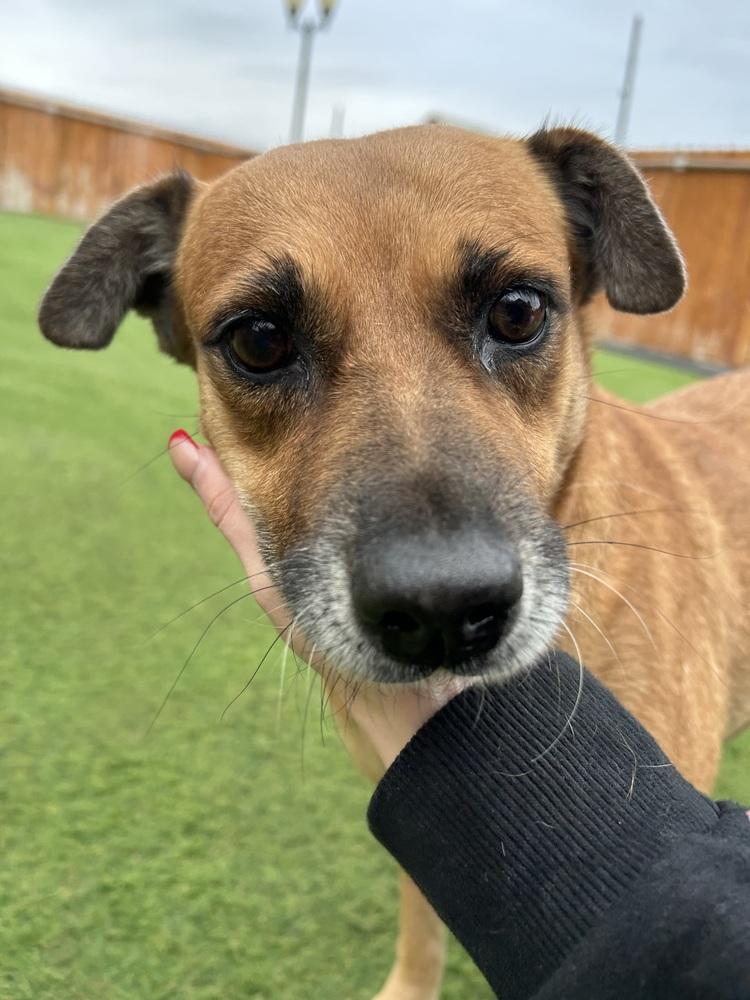 Enlarge Amy, a Adoptable mixed breed in Denver, CO image 6/6