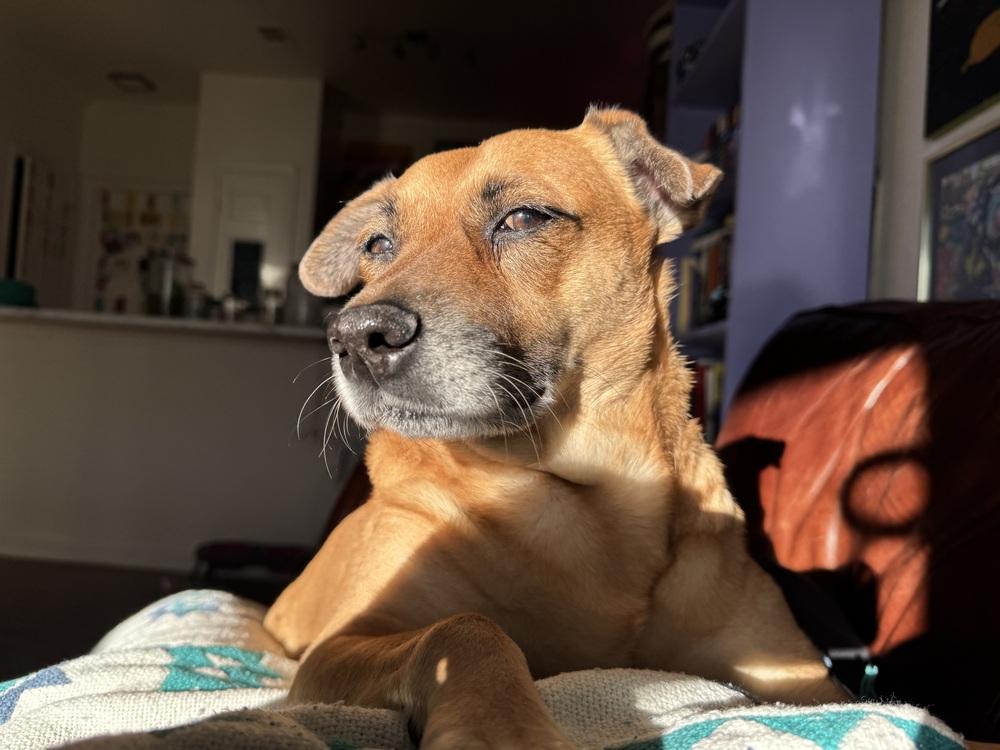 Enlarge Amy, a Adoptable mixed breed in Denver, CO image 6/6