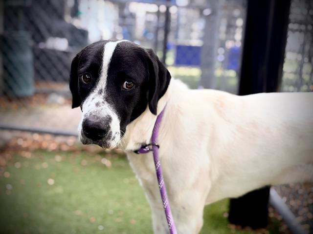 FINNIGAN, Adoptable, Young Male Pointer.