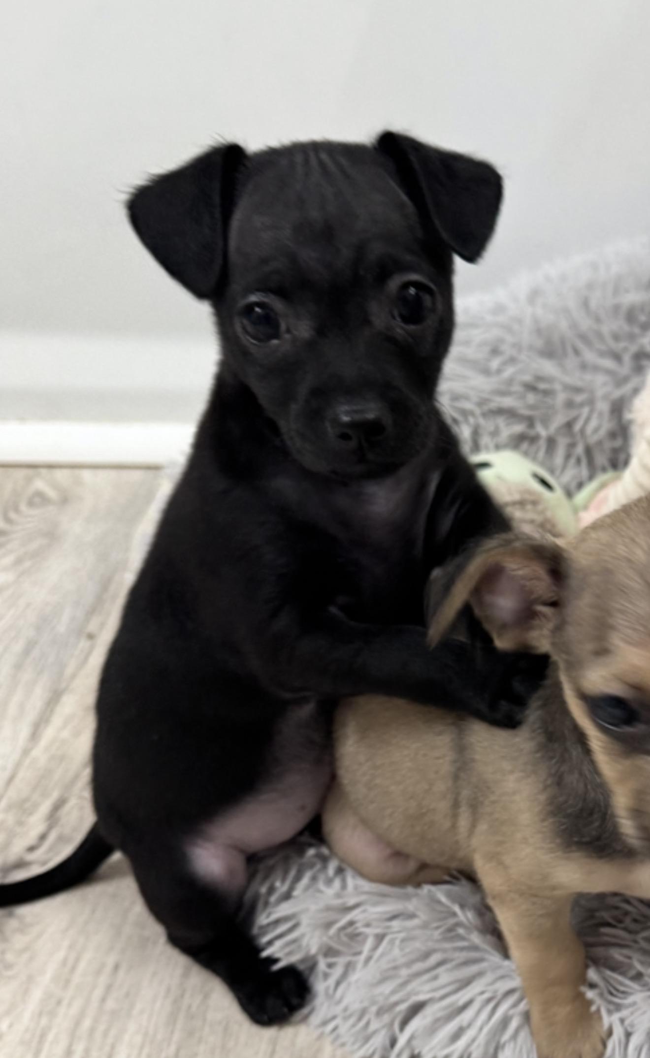 Enlarge Dragonfly, a Adoptable Chihuahua in Fort Worth, TX image 2/2