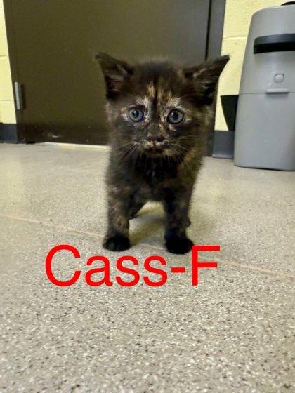 Cass, Adoptable, Kitten Male Domestic Short Hair & Domestic Short Hair.