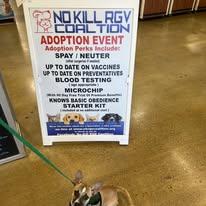 Enlarge Tito, a ADOPTABLE mixed breed in San Juan, TX image 1/1