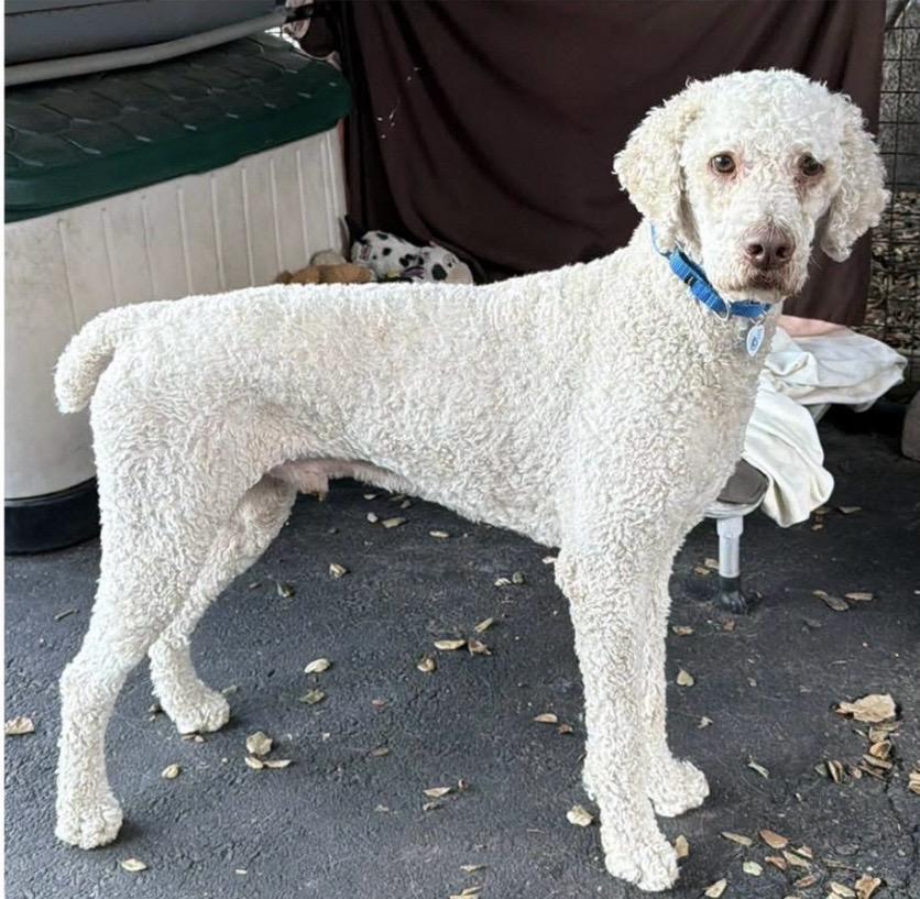 Jasper, Adopted, Adult Male Poodle.