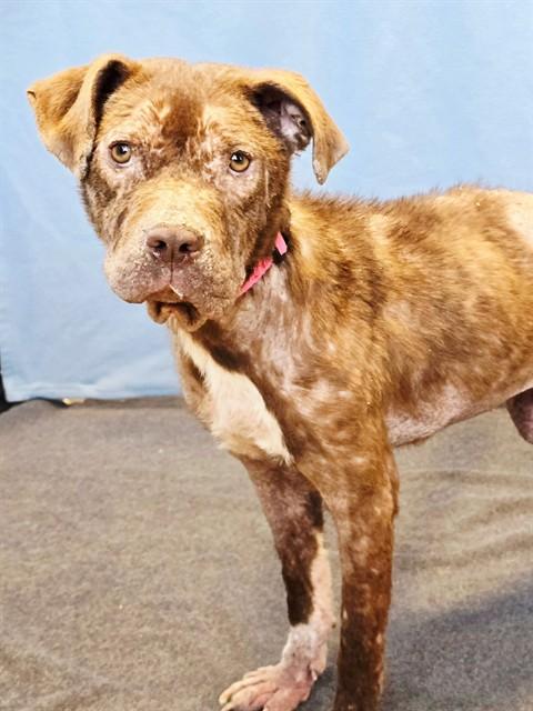 MAPLE, Adoptable, Young Female Pit Bull Terrier & Mixed Breed.