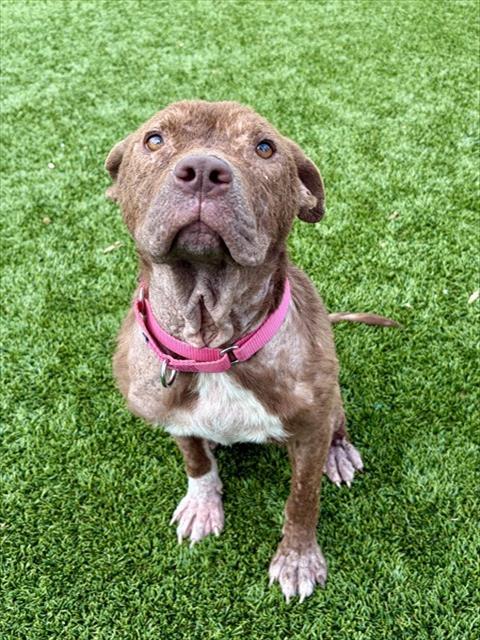 MAPLE, Adoptable, Young Female Pit Bull Terrier & Mixed Breed.