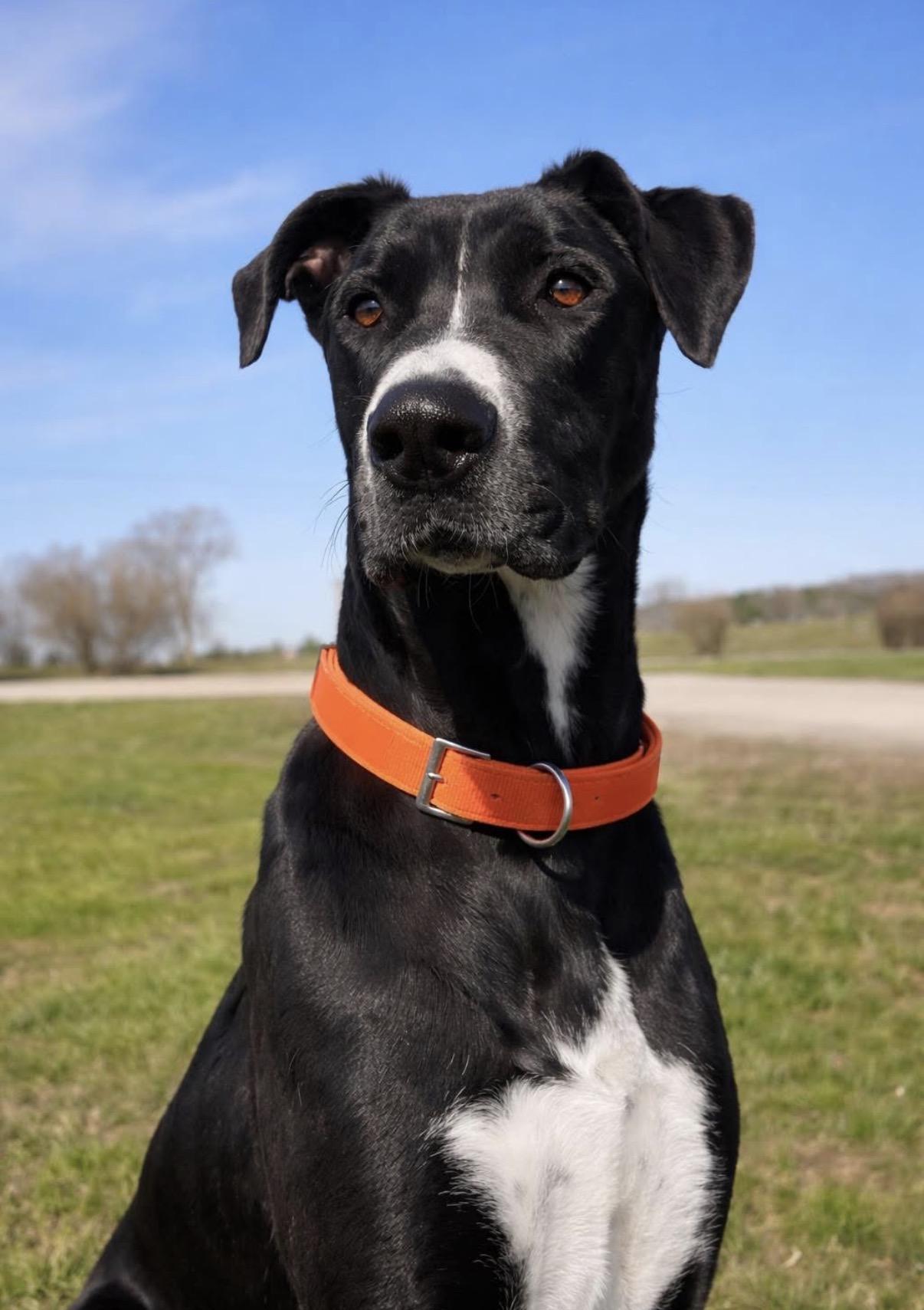 Mateo, ADOPTABLE, Adult Male Great Dane & Shepherd.