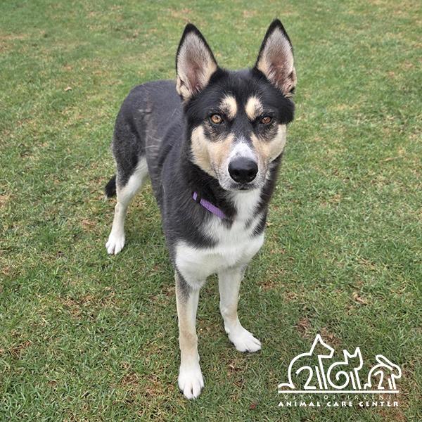 ESTRELLA, Adoptable, Adult Female Siberian Husky.