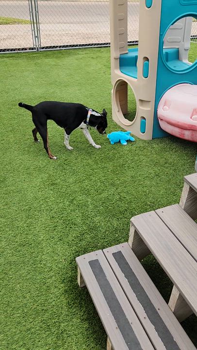 Enlarge Kitty, a Adoptable Mixed Breed in Cedar Rapids, IA video 6/6