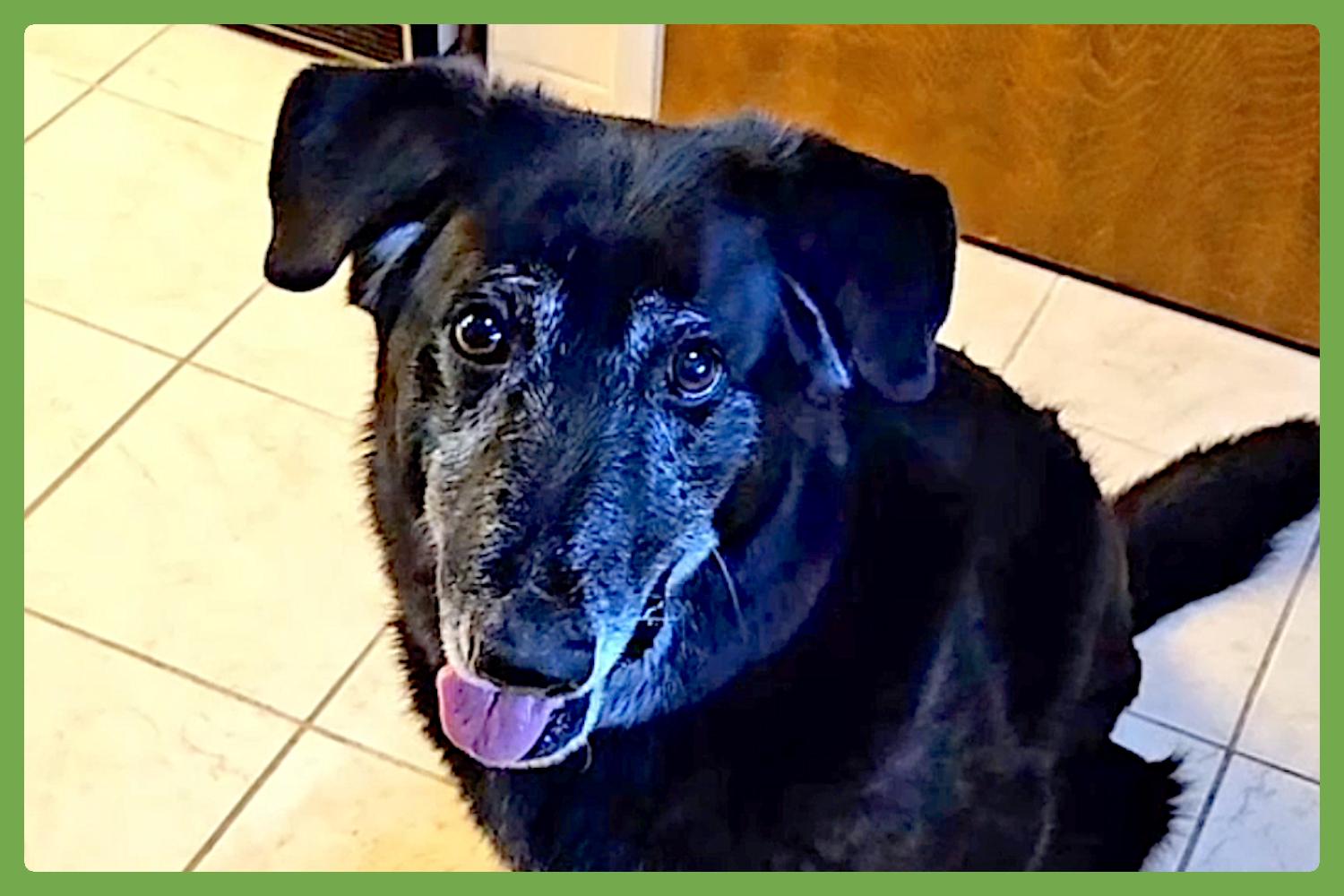 Adopt Snuffles