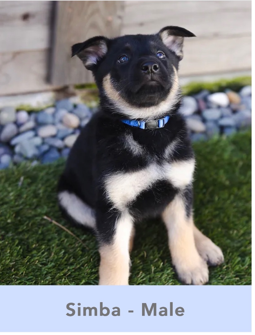 Enlarge Simba , a Adopted German Shepherd Dog in Malibu, CA image 1/2