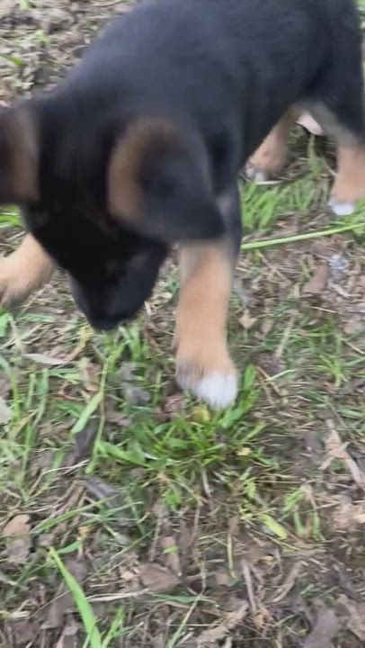 Enlarge Simba , a Adopted German Shepherd Dog in Malibu, CA video 2/2