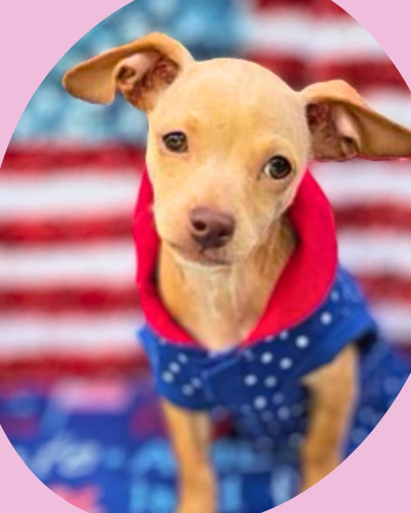 Fawn, Adoptable, Puppy Female Chihuahua.