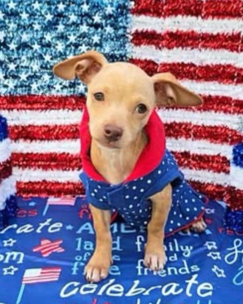 Fawn, a Adoptable Chihuahua in Bryan, TX image 2/5