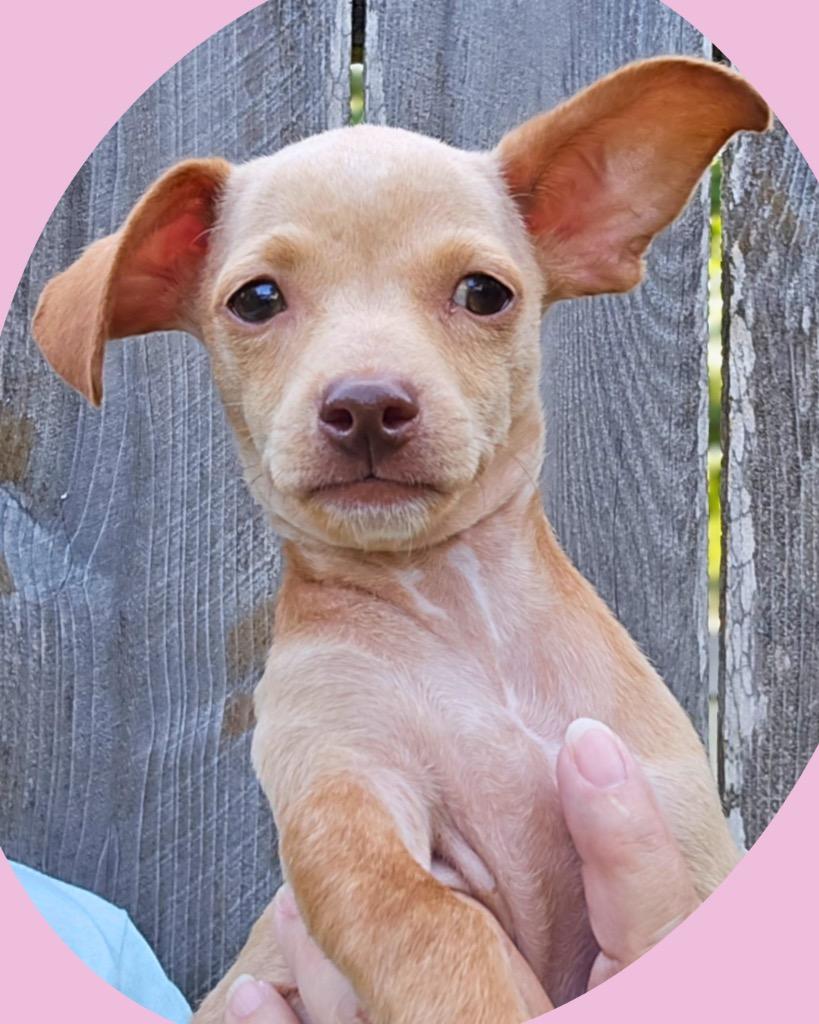 Fawn, a Adoptable Chihuahua in Bryan, TX image 3/5