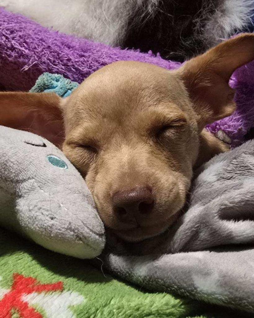 Fawn, a Adoptable Chihuahua in Bryan, TX image 4/5