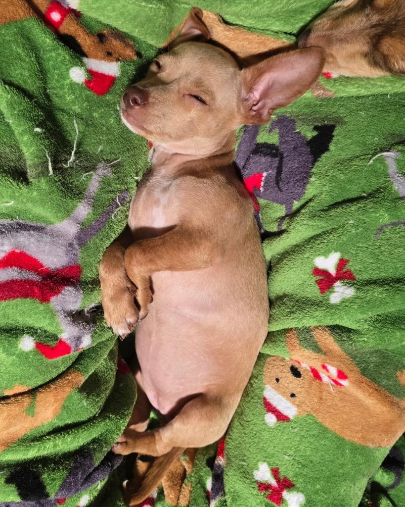Fawn, a Adoptable Chihuahua in Bryan, TX image 5/5